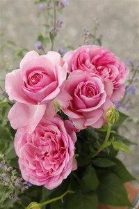 Rosa (H) Königin Marie wortelgoed A kwaliteit - afbeelding 2