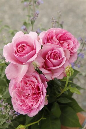 Rosa (H) Königin Marie BR A kwaliteit - image 2