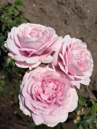 Rosa (H) Königin Marie BR A kwaliteit - image 3