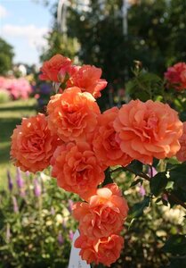 Rosa (T) Lambada wortelgoed A kwaliteit