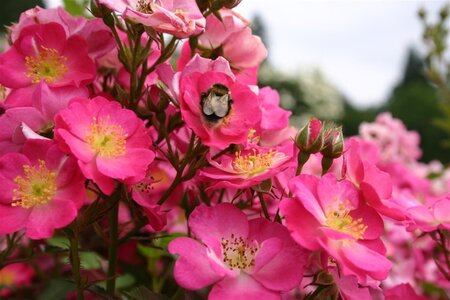 Rosa 'Lupo' wortelgoed A kwaliteit - afbeelding 1