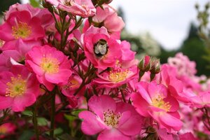Rosa 'Lupo' wortelgoed A kwaliteit