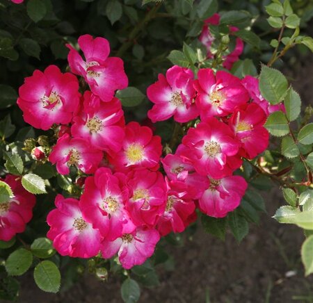 Rosa 'Lupo' wortelgoed A kwaliteit - afbeelding 2