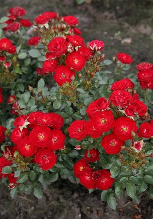 Rosa (F) Mandy wortelgoed A kwaliteit - afbeelding 1