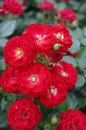 Rosa (F) Mandy wortelgoed A kwaliteit - afbeelding 2