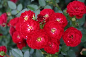 Rosa (F) Mandy wortelgoed A kwaliteit - afbeelding 3