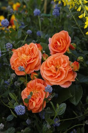 Rosa (T) 'Mango' wortelgoed A kwaliteit - afbeelding 1