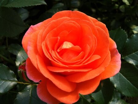 Rosa (T) 'Mango' wortelgoed A kwaliteit - afbeelding 2