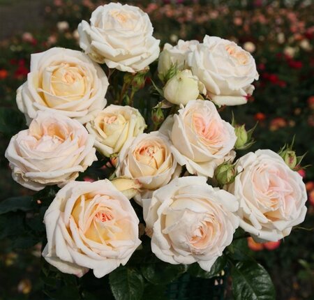 Rosa (T) Madame Anisette BR A kwaliteit - image 1