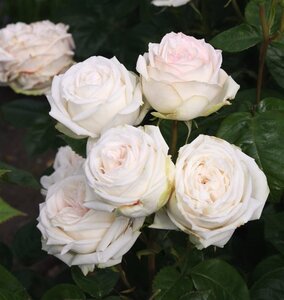 Rosa (T) Madame Anisette BR A kwaliteit - image 2