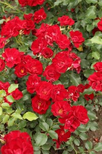 Rosa (H) Marondo wortelgoed A kwaliteit