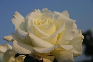 Rosa (T) Memoire wortelgoed A kwaliteit