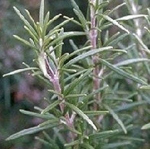 Rosmarinus officinalis geen maat specificatie 0,55L/P9cm - afbeelding 7