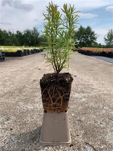 Rosmarinus officinalis geen maat specificatie 0,55L/P9cm - afbeelding 6