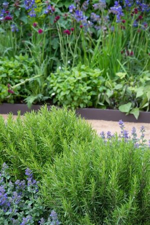 Rosmarinus officinalis geen maat specificatie 0,55L/P9cm - afbeelding 7