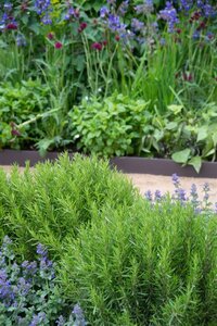 Rosmarinus officinalis geen maat specificatie 0,55L/P9cm - afbeelding 7