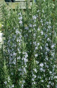 Rosmarinus officinalis geen maat specificatie 0,55L/P9cm - afbeelding 8