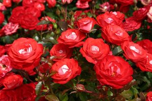 Rosa (F) Planten un Blomen wortelgoed A kwaliteit