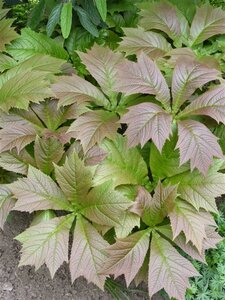 Rodgersia pinnata 'Braunlaub' geen maat specificatie 0,55L/P9cm - afbeelding 2