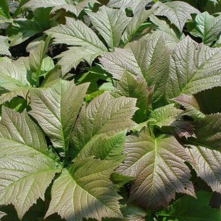 Rodgersia pinnata 'Braunlaub' geen maat specificatie 0,55L/P9cm - image 1