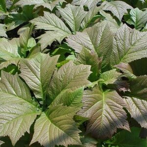 Rodgersia pinnata 'Braunlaub' geen maat specificatie 0,55L/P9cm