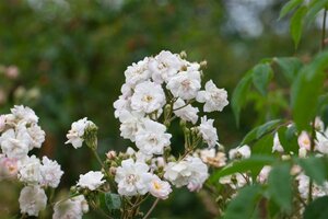 Rosa (RA) 'Paul's Himalayan Musk' geen maat specificatie cont. 5,0L met stok