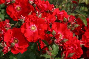 Rosa (K) Roter Korsar wortelgoed A kwaliteit