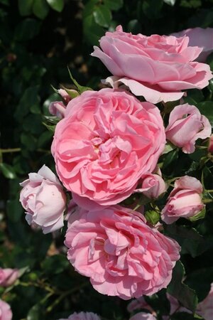 Rosa (F) 'Rosenfee' wortelgoed A kwaliteit - afbeelding 2