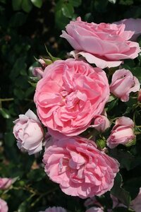 Rosa (F) 'Rosenfee' wortelgoed A kwaliteit - afbeelding 2