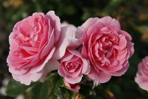 Rosa (F) 'Rosenfee' wortelgoed A kwaliteit - afbeelding 3