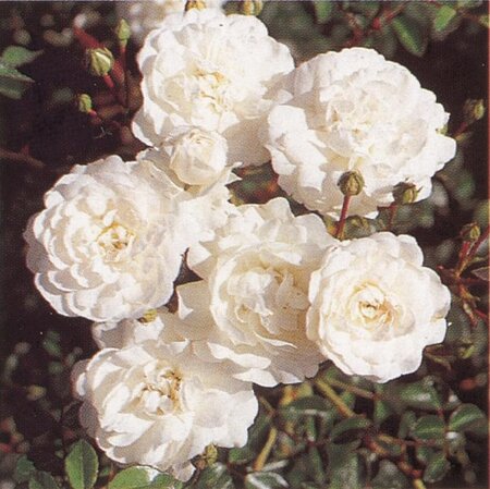 Rosa (H) 'Sea Foam' geen maat specificatie cont. 2,0L - afbeelding 2