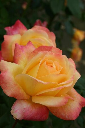 Rosa (T) Speelwark wortelgoed A kwaliteit - afbeelding 1