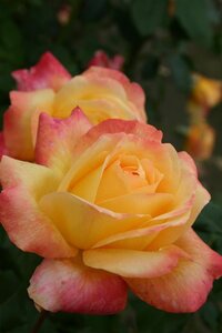 Rosa (T) Speelwark wortelgoed A kwaliteit