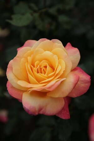 Rosa (T) Speelwark wortelgoed A kwaliteit - afbeelding 2