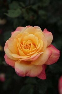 Rosa (T) Speelwark wortelgoed A kwaliteit - afbeelding 2