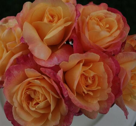 Rosa (T) Speelwark wortelgoed A kwaliteit - afbeelding 3