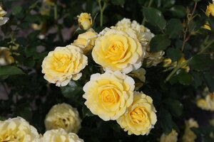 Rosa (F) 'Sunmaid' wortelgoed A kwaliteit