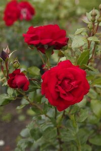 Rosa (H) Ulmer Münster wortelgoed A kwaliteit