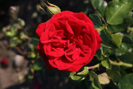 Rosa (H) Ulmer Münster wortelgoed A kwaliteit - afbeelding 2