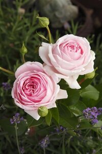 Rosa (H) Wellenspiel BR A kwaliteit