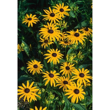 Rudbeckia f. 'Goldsturm' geen maat specificatie 0,55L/P9cm - afbeelding 5