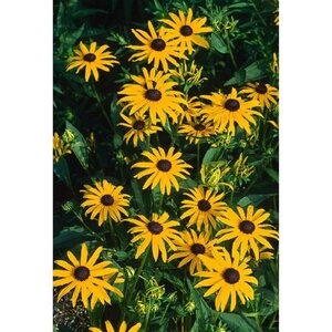 Rudbeckia f. 'Goldsturm' geen maat specificatie 0,55L/P9cm - afbeelding 5