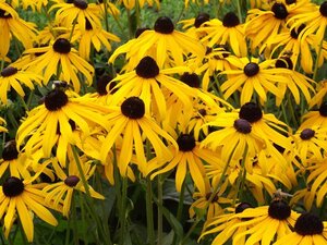 Rudbeckia f. 'Goldsturm' geen maat specificatie 0,55L/P9cm - afbeelding 4