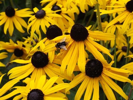Rudbeckia f. 'Goldsturm' geen maat specificatie 0,55L/P9cm - afbeelding 3