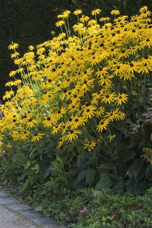 Rudbeckia f. 'Goldsturm' geen maat specificatie 0,55L/P9cm - afbeelding 6