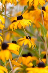 Rudbeckia f. 'Goldsturm' geen maat specificatie 0,55L/P9cm
