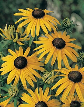 Rudbeckia f. 'Goldsturm' geen maat specificatie 0,55L/P9cm - afbeelding 12