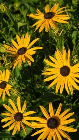 Rudbeckia f. 'City Garden' geen maat specificatie 0,55L/P9cm - afbeelding 1