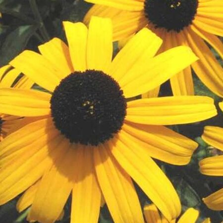 Rudbeckia f. 'City Garden' geen maat specificatie 0,55L/P9cm - image 2