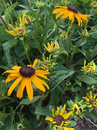 Rudbeckia f. 'City Garden' geen maat specificatie 0,55L/P9cm - image 3